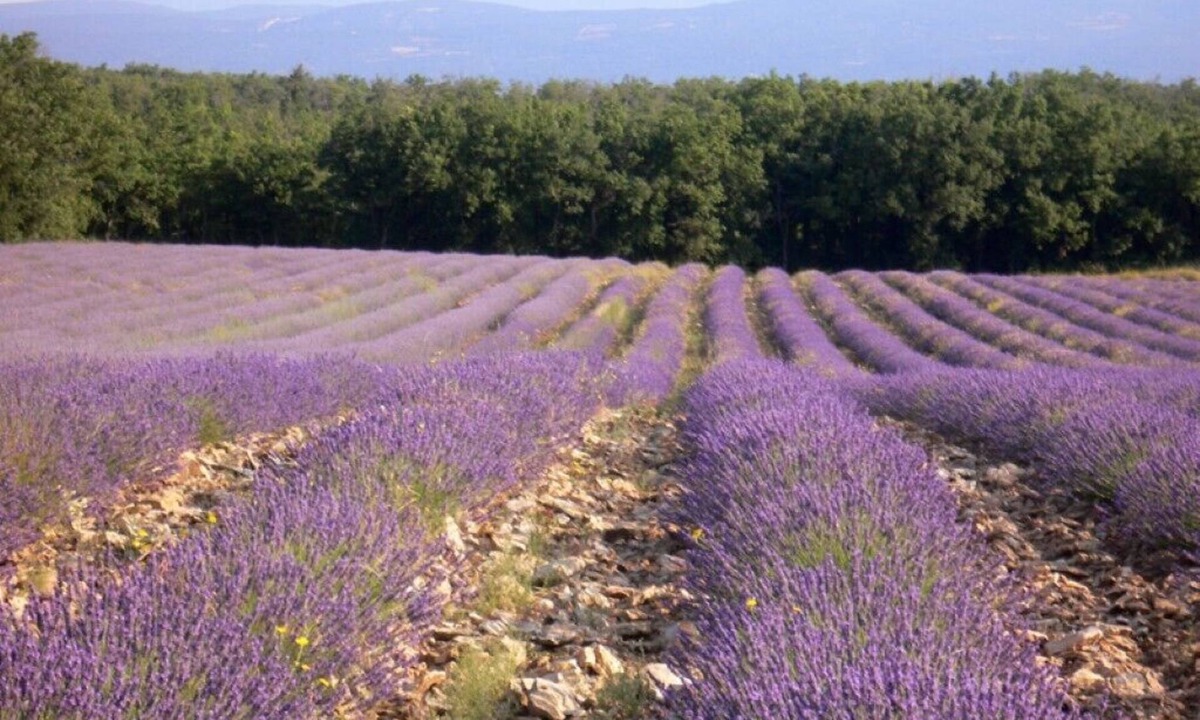 Saignon House | 1 Bedroom Private vacation home in Saignon