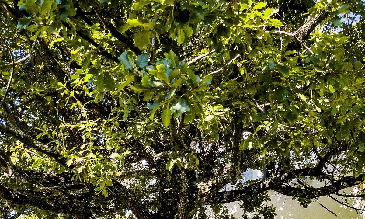 Est Villa | House surrounded by greenery. Quiet on one hectare of land