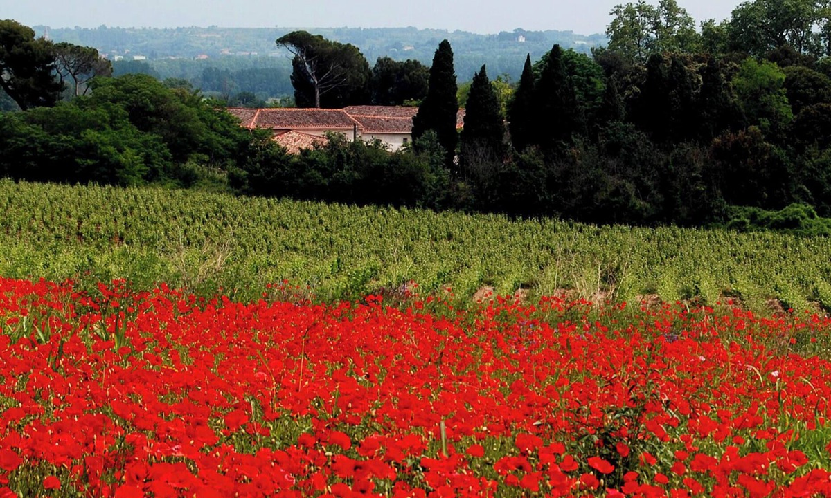 Nizas Villa | Spacious 3 bedroom vineyard villa, air conditioned, Domaine Saint Ferreol