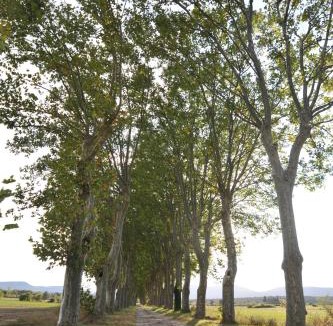 Conqueyrac Bed & Breakfast | Domaine de Ceyrac
