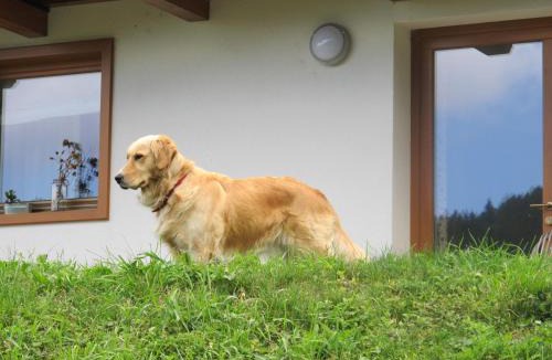 Bedollo Apartment | Il Cardo Trentino