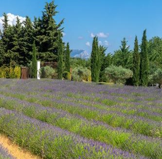Aix-en-Provence Hotel | La Bastide de Damien, 5 clefs Demeure d'Exception et Table Remarquable dans le guide Teritoria, JACUZZI Privatif, Cuisine étoilée Dominique Frérard