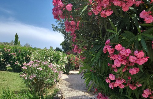 Maussane-les-Alpilles House | Le Mas Saint Roman, OULIVETO