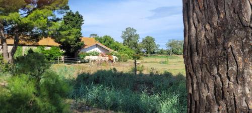 Port-Saint-Louis-du-Rhone House | Mas du Grand Peloux