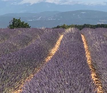 Bonnieux Apartment | Provence Luberon Bonnieux location gite chez Marcelle