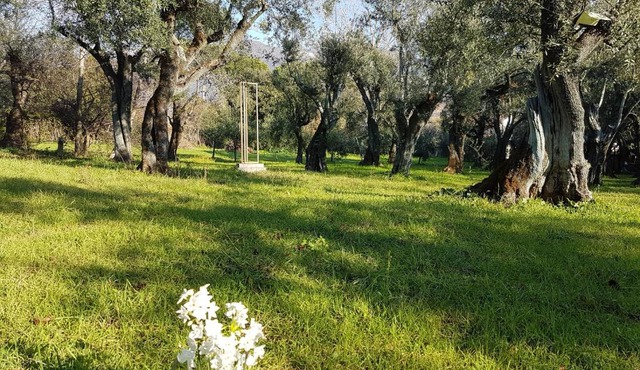 Antico Uliveto