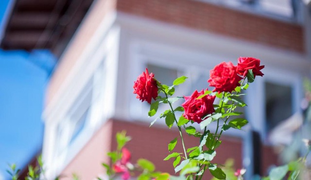 B&B Il Pettirosso