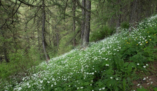 Gites L'épilobe