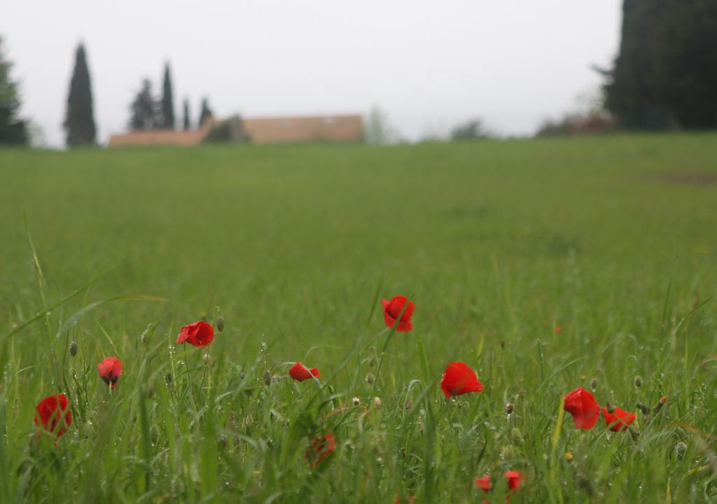 Photo of Others in Thezan-des-Corbieres