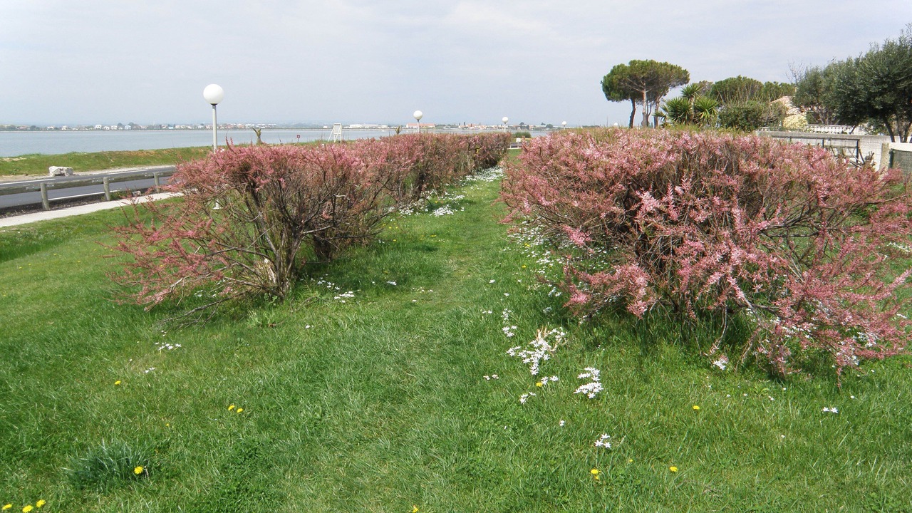 Photo of Others in Palavas-les-Flots