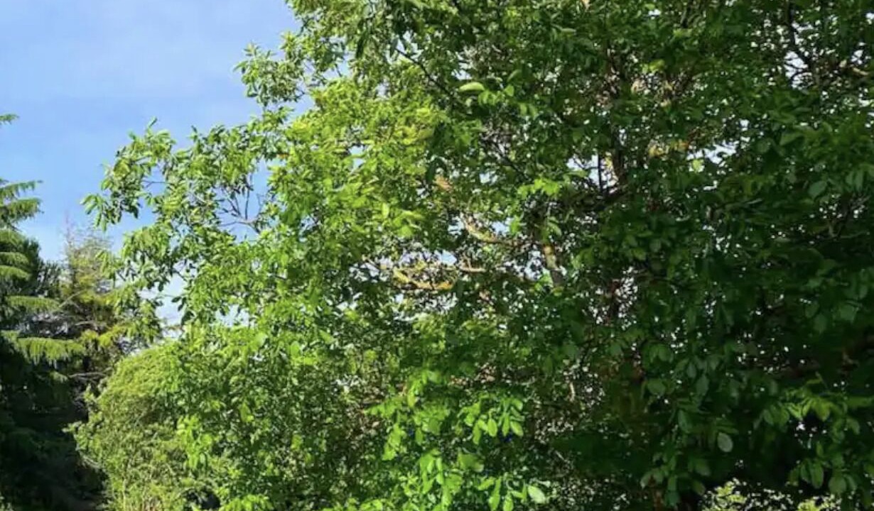 Photo of Outdoor in Simiane-Collongue