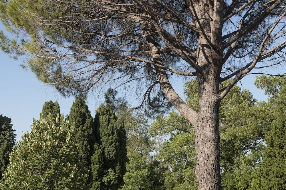 Photo of Others in Maussane