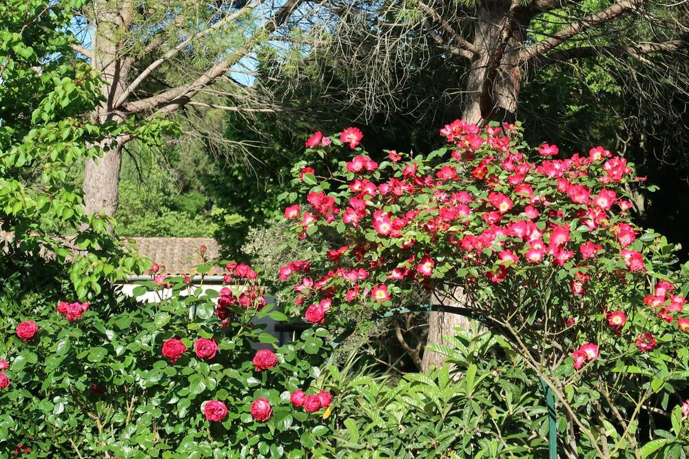 Photo of Outdoor in St.-Remy-de-Provence