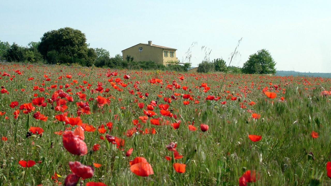 Photo of Outdoor in Saint-Martin-de-Castillon