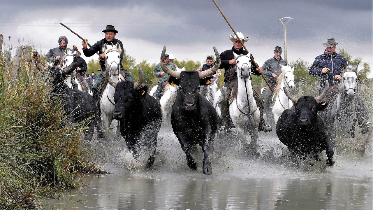 Photo of Others in Comps