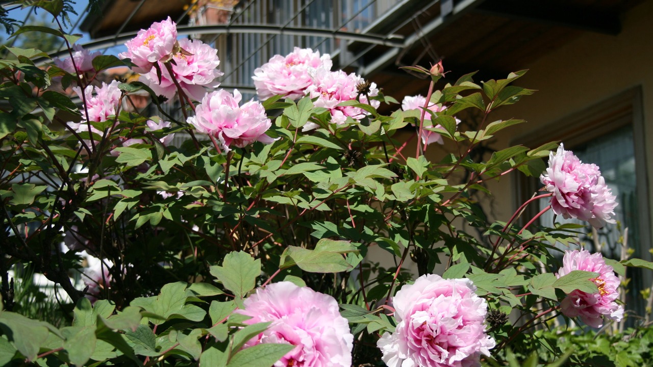 Photo of Outdoor in Roletto