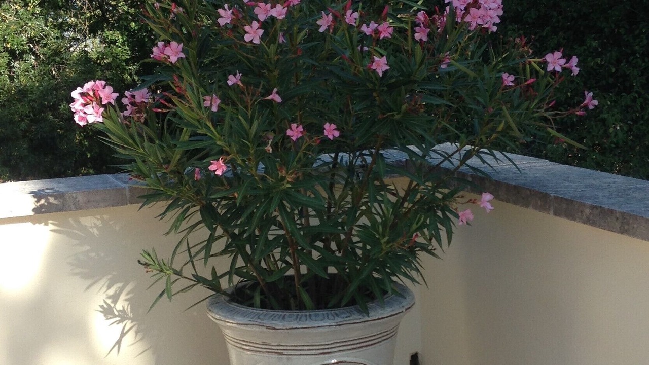 Photo of Outdoor in Saignon