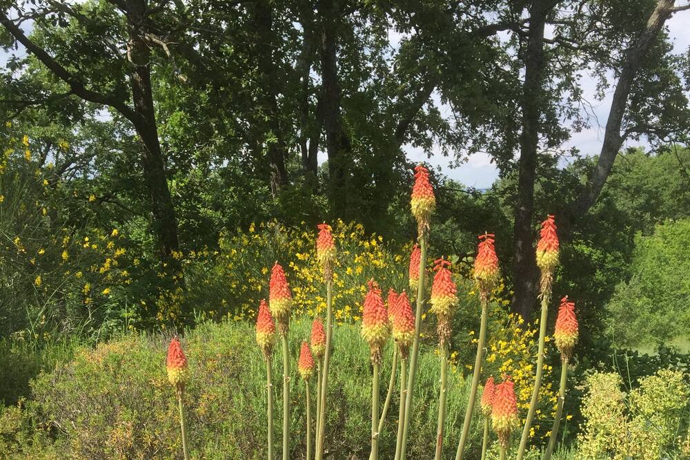 Photo of Outdoor in Bonnieux
