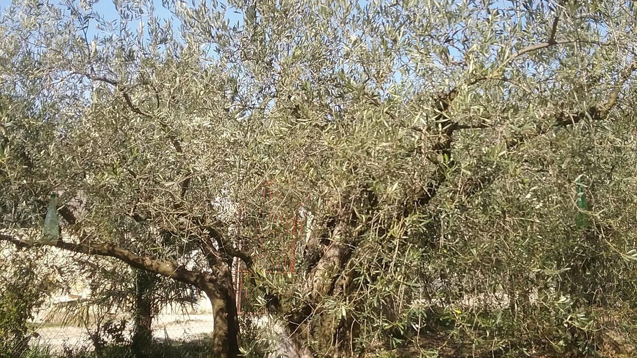 Photo of Outdoor in Caremeau