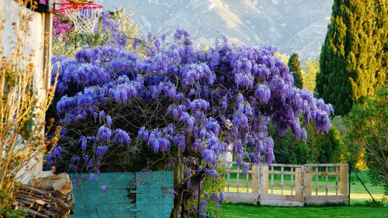 Photo of Outdoor in St.-Remy-de-Provence