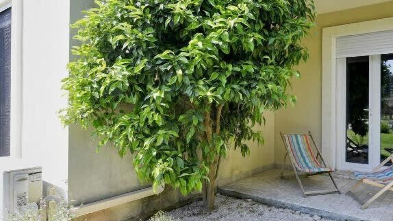Photo of Outdoor in Tarascon