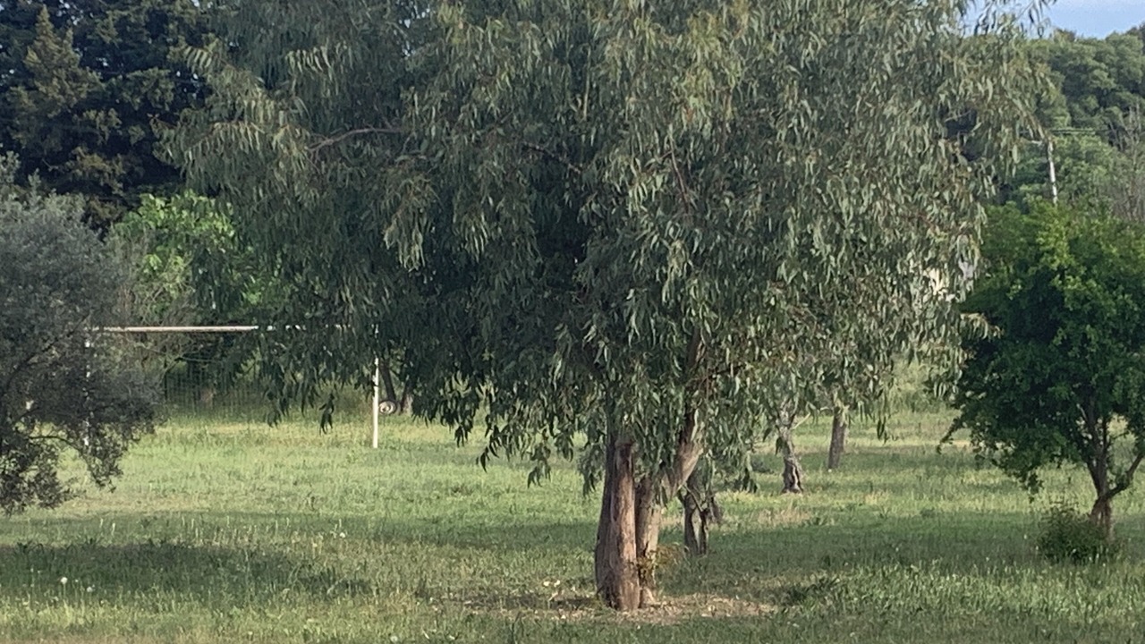 Photo of Others in St.-Remy-de-Provence