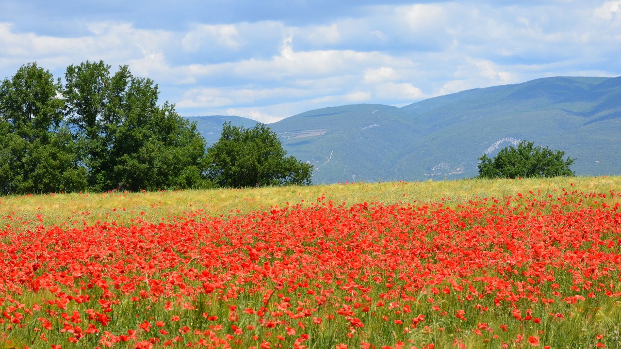 Photo of Outdoor in Castellet