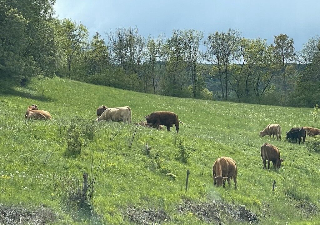 Photo of Others in Montclar