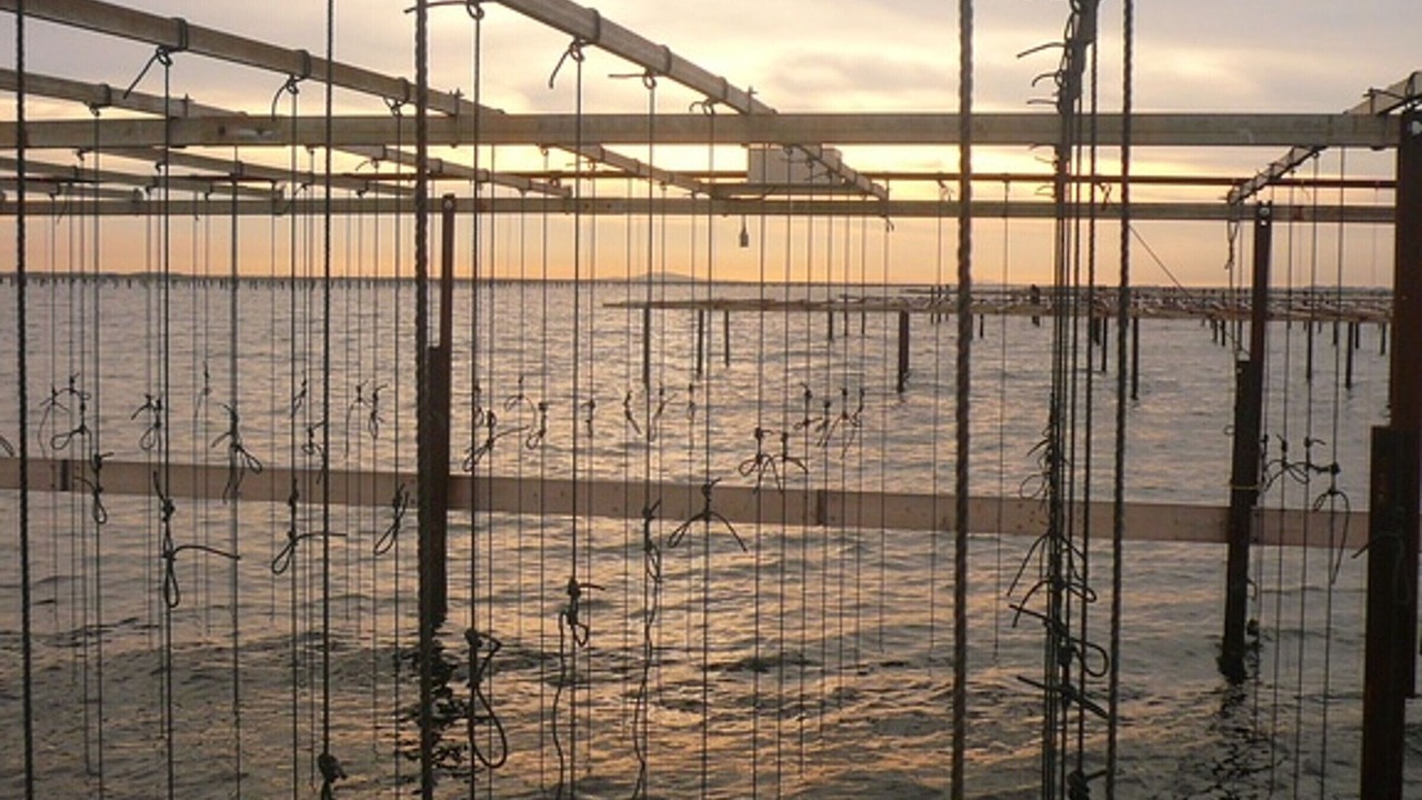 Photo of Others in Sete