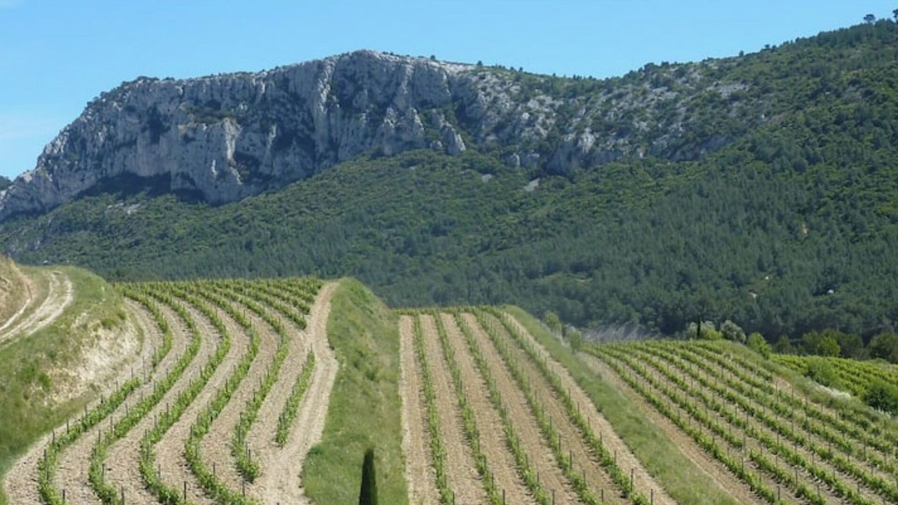 Photo of Others in Bandol