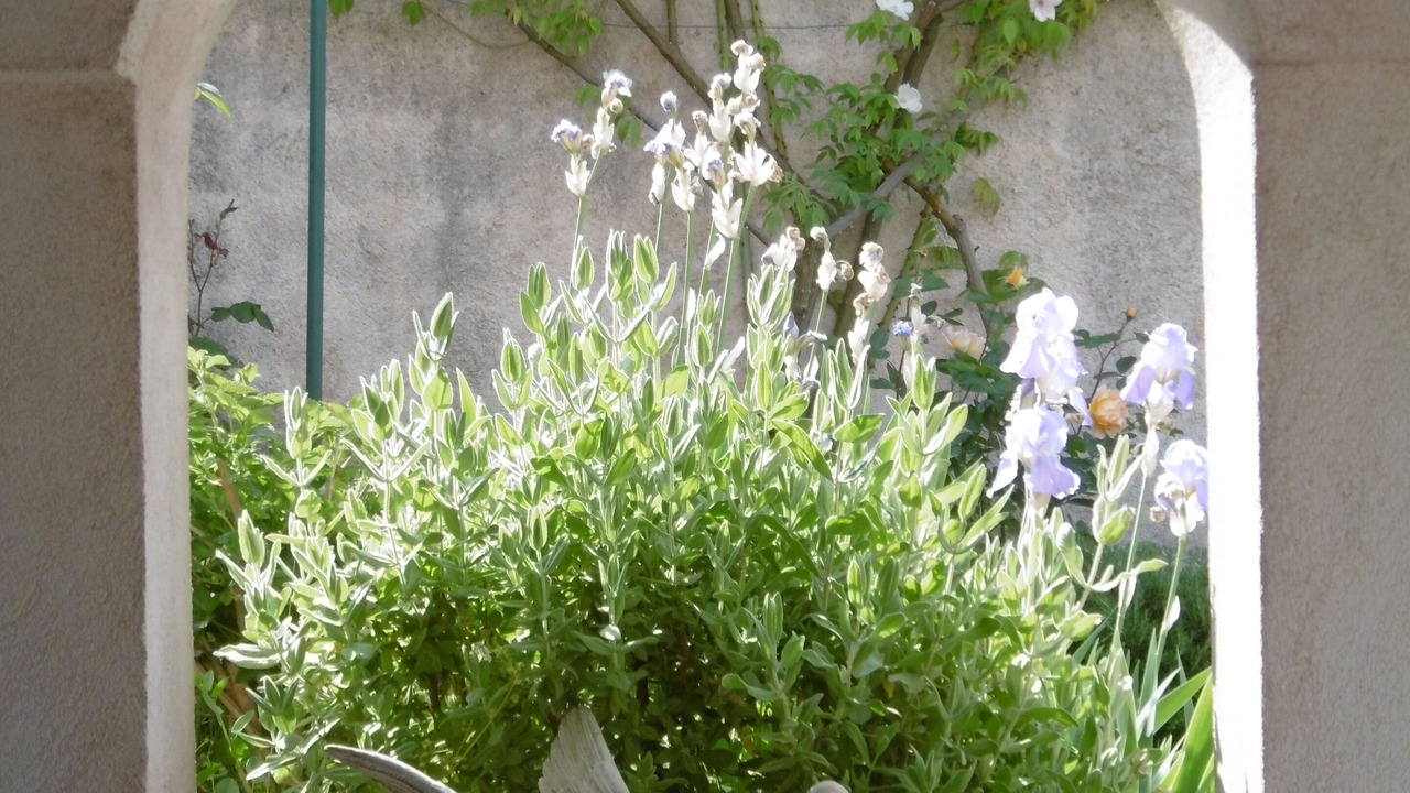Photo of Outdoor in Vence