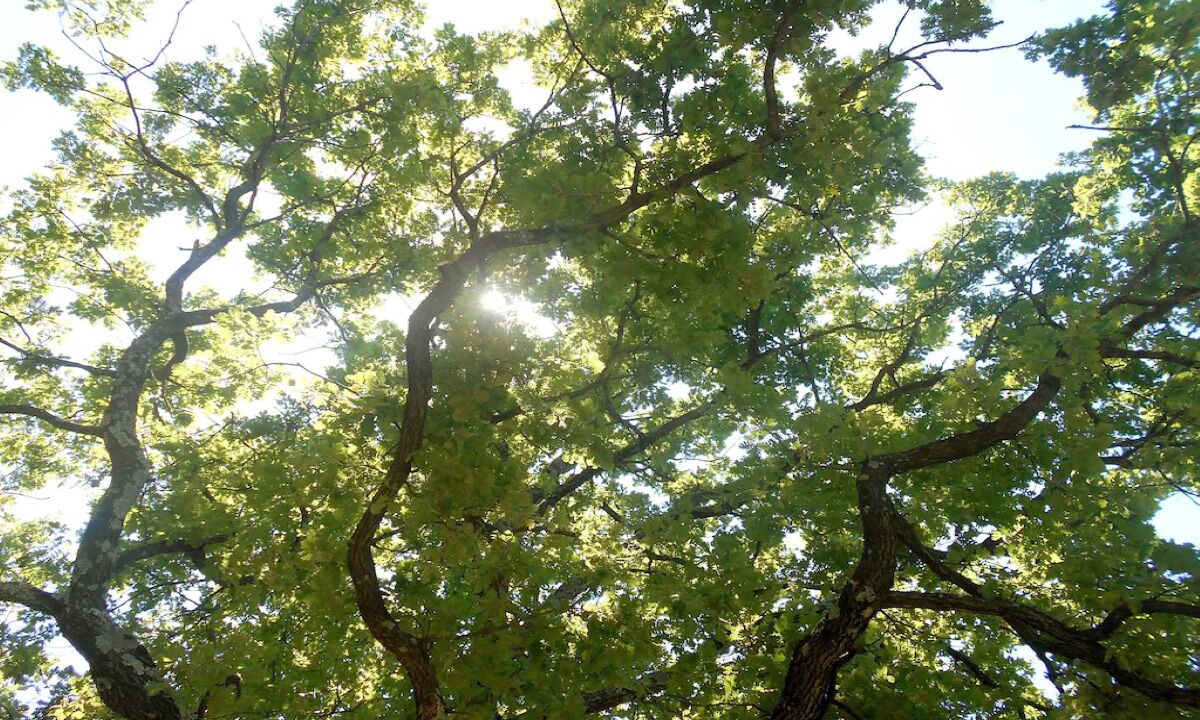 Photo of Outdoor in Collorgues