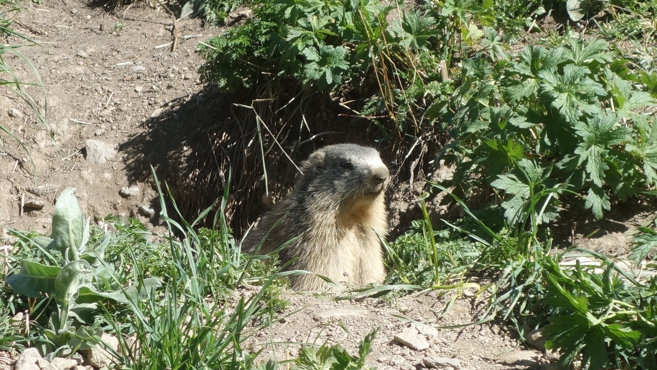 Photo of Others in Molines-en-Queyras