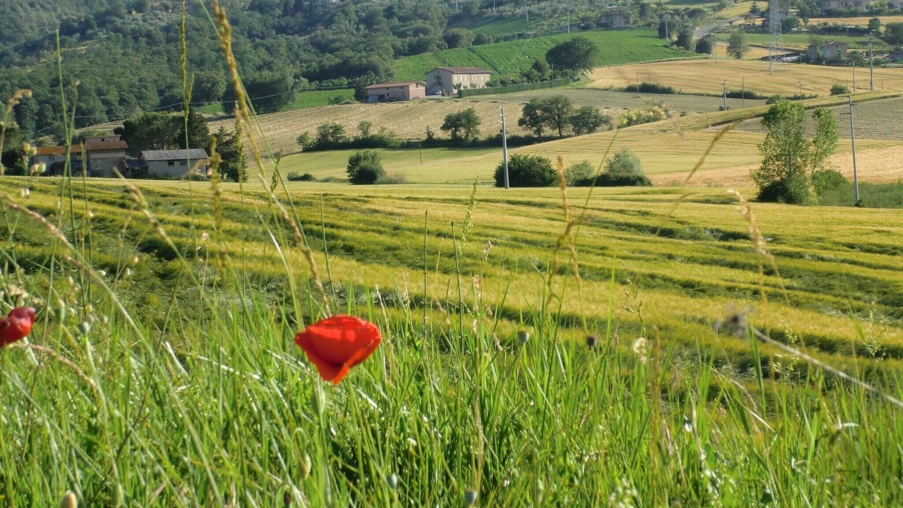 Photo of Others in Piegaro
