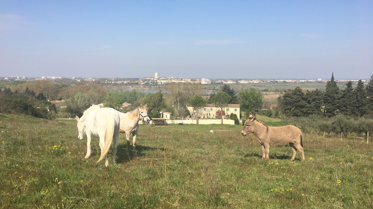 Photo of Outdoor in Arles