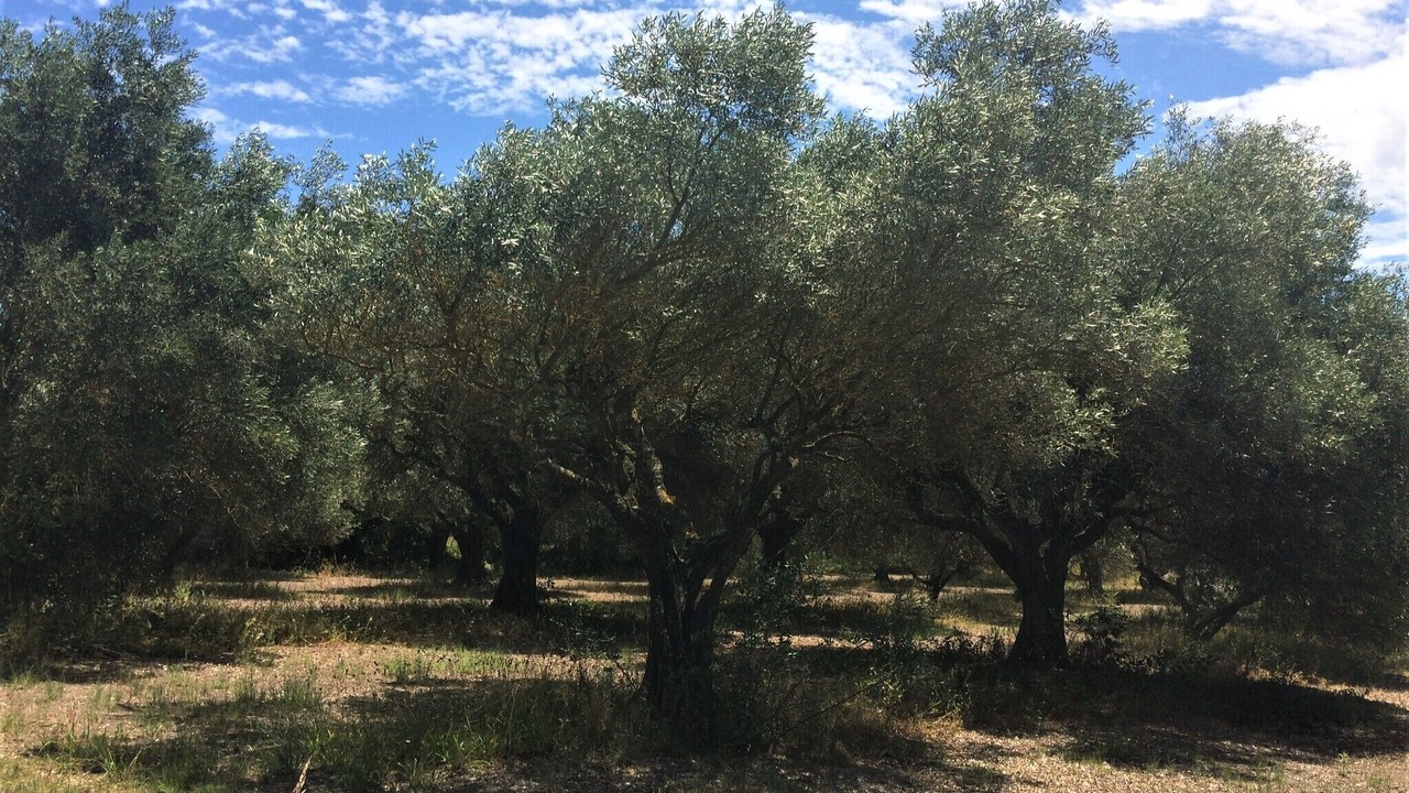 Photo of Outdoor in Moussac