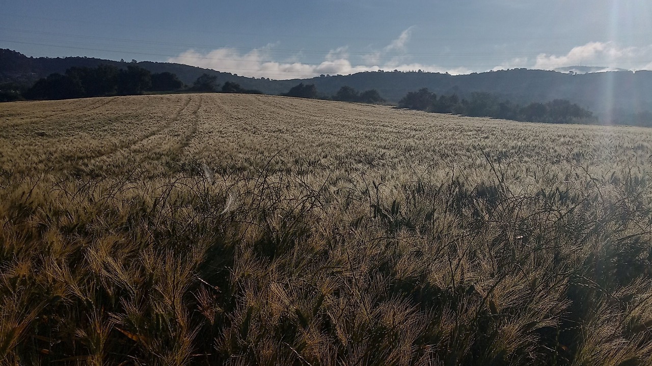 Photo of Others in Monteils