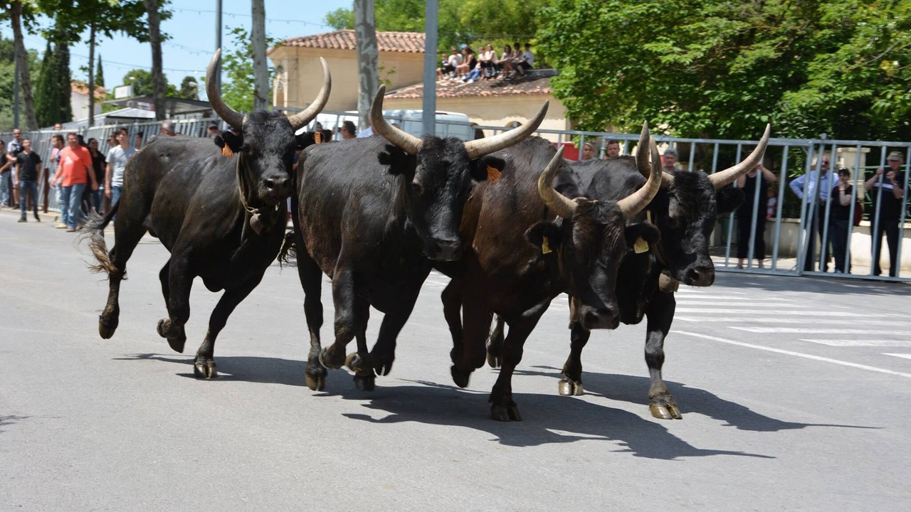 Photo of Others in Aigues-Mortes