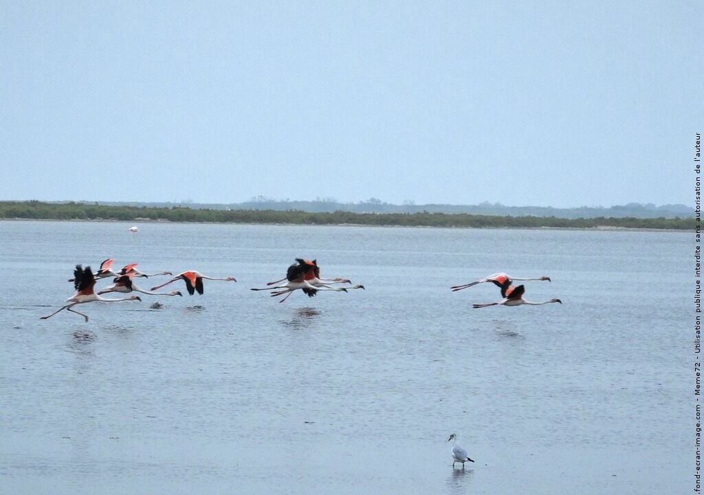 Photo of Others in Aigues-Mortes