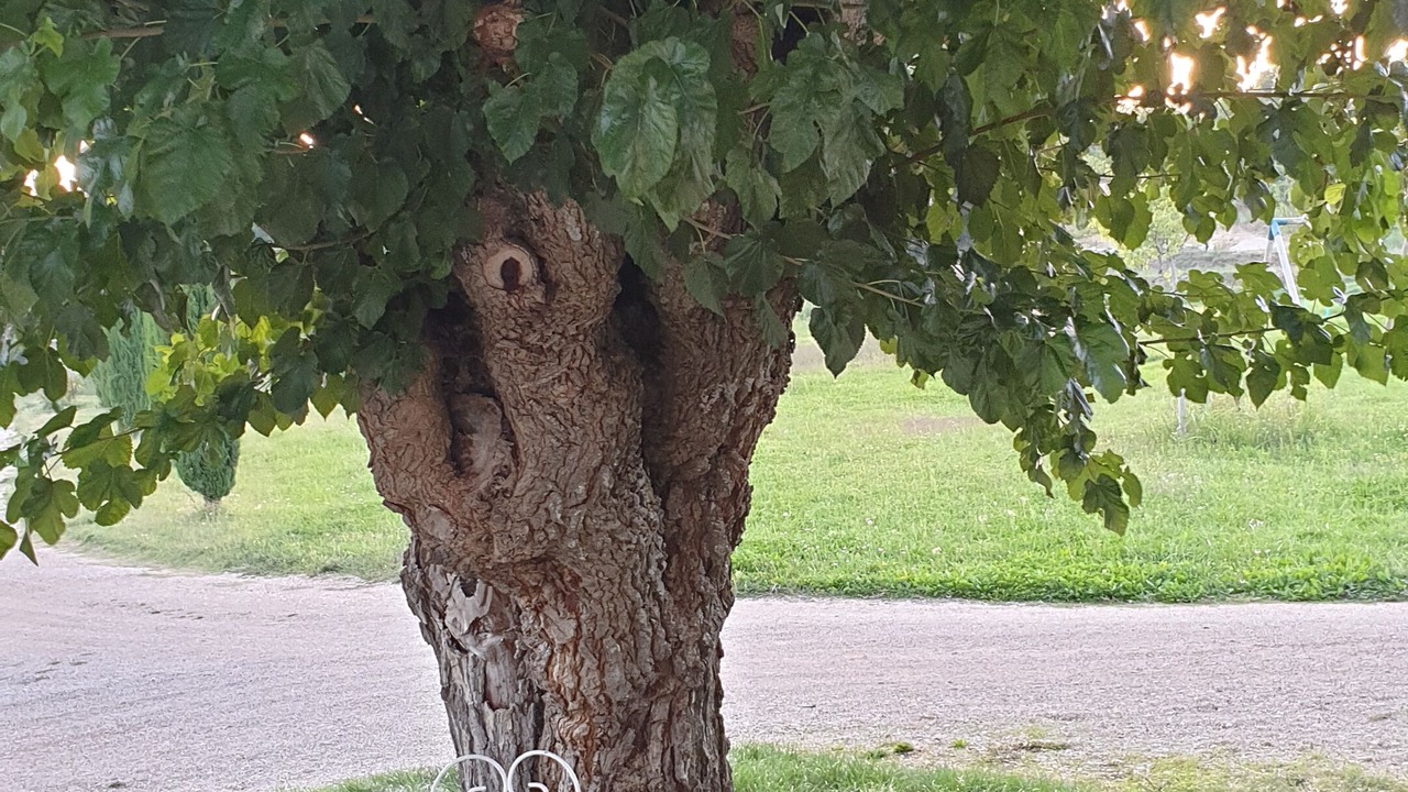 Photo of Outdoor in Peypin-d'Aigues