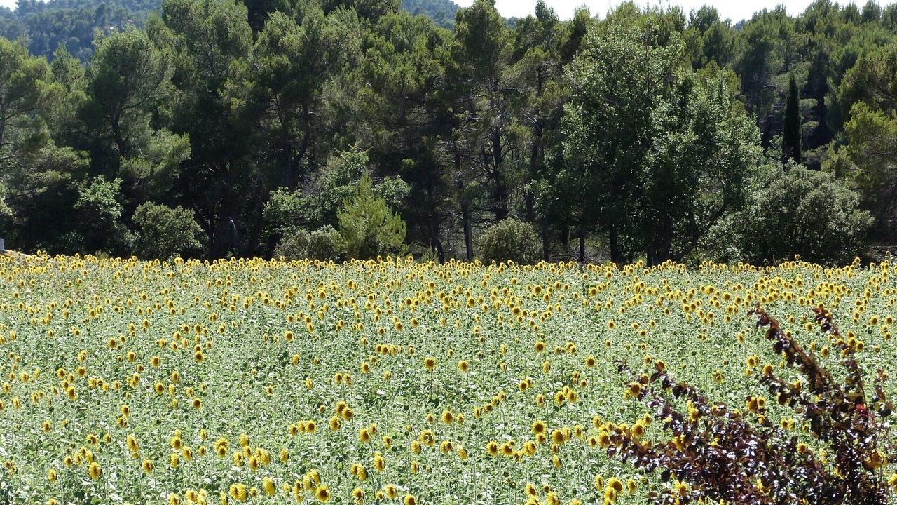 Photo of Outdoor in Peypin-d'Aigues