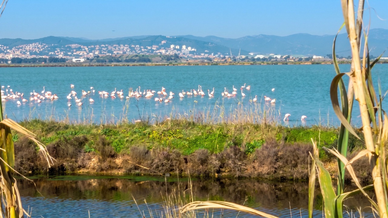 Photo of Others in Giens