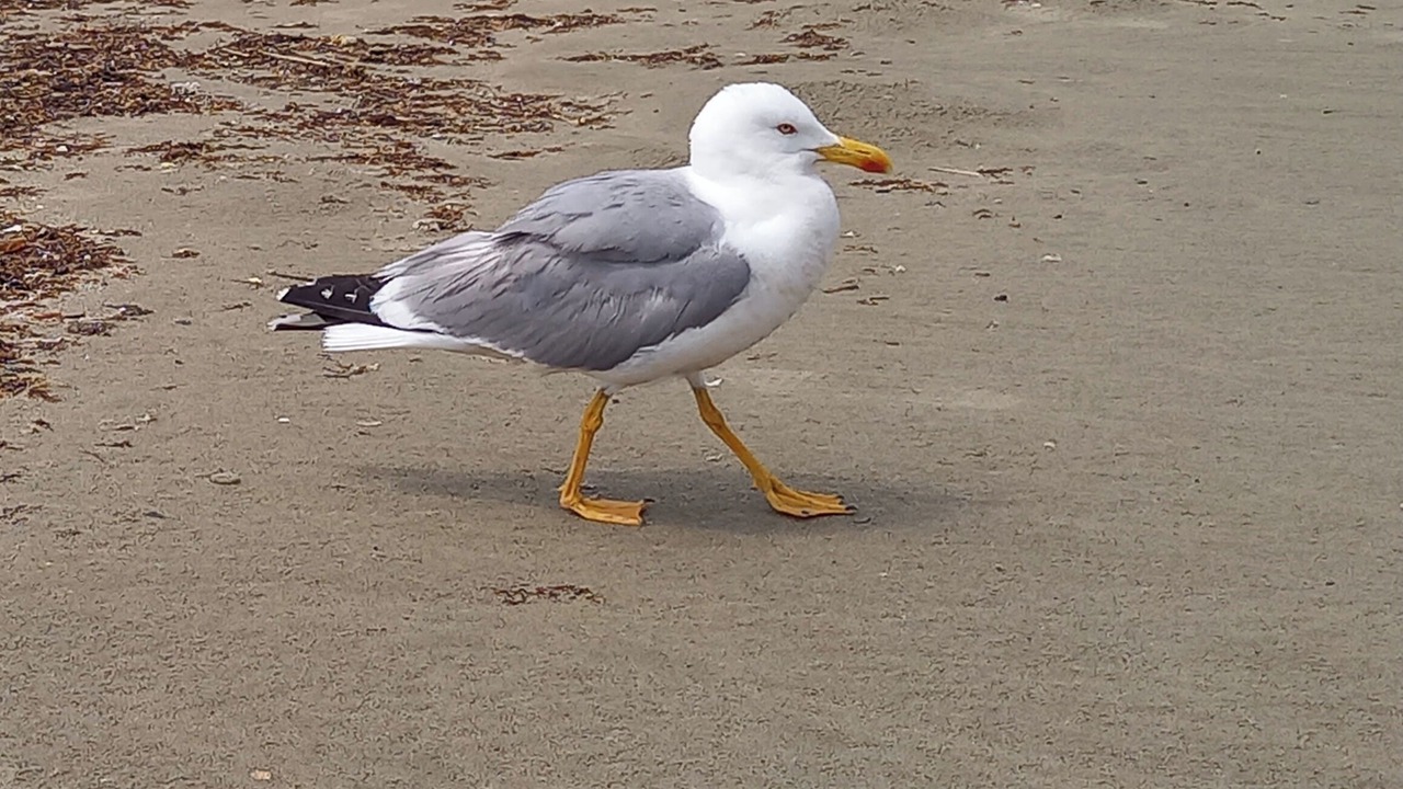 Photo of Others in Palavas-les-Flots