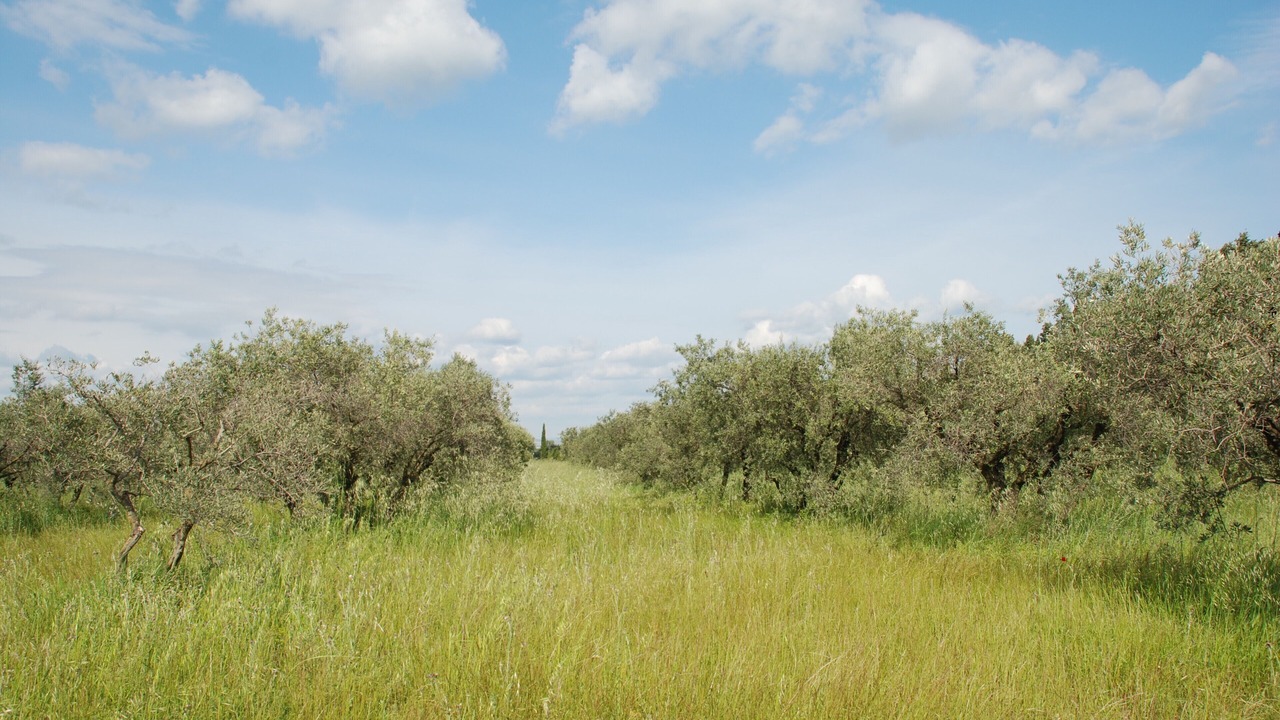 Photo of Outdoor in Arles