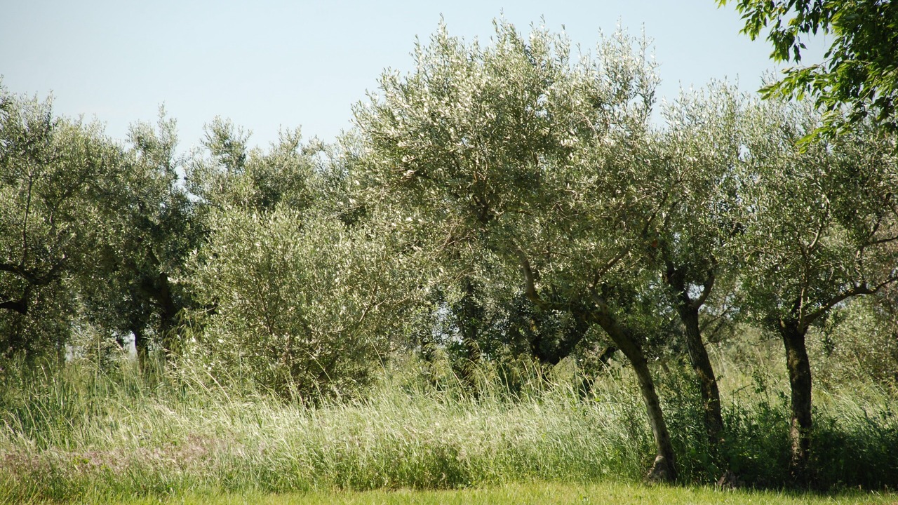Photo of Outdoor in Arles