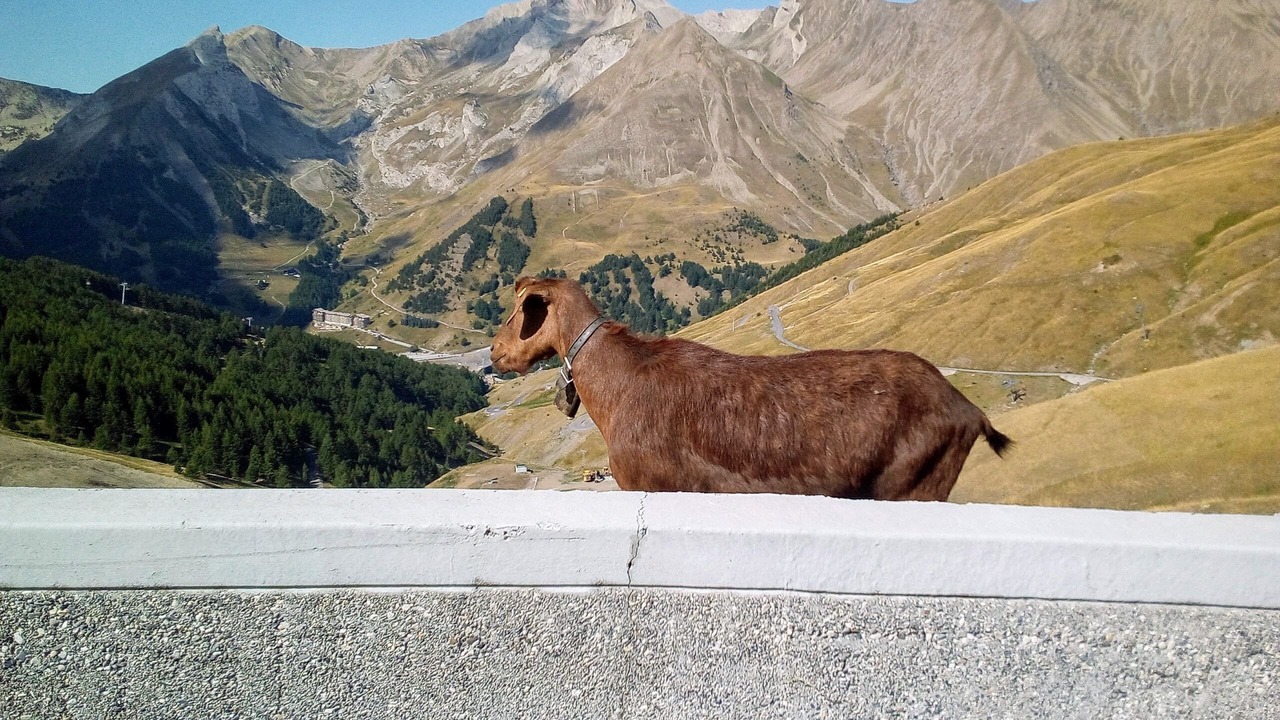 Photo of Others in Allos