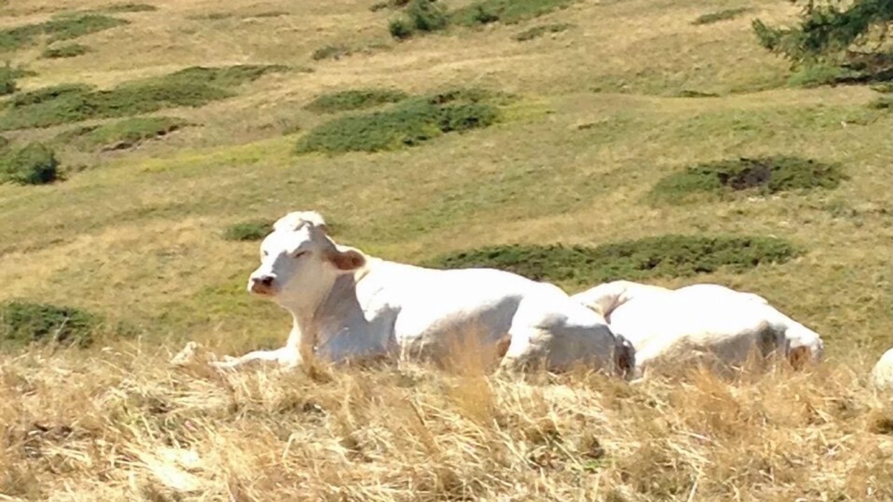 Photo of Others in Molines-en-Queyras