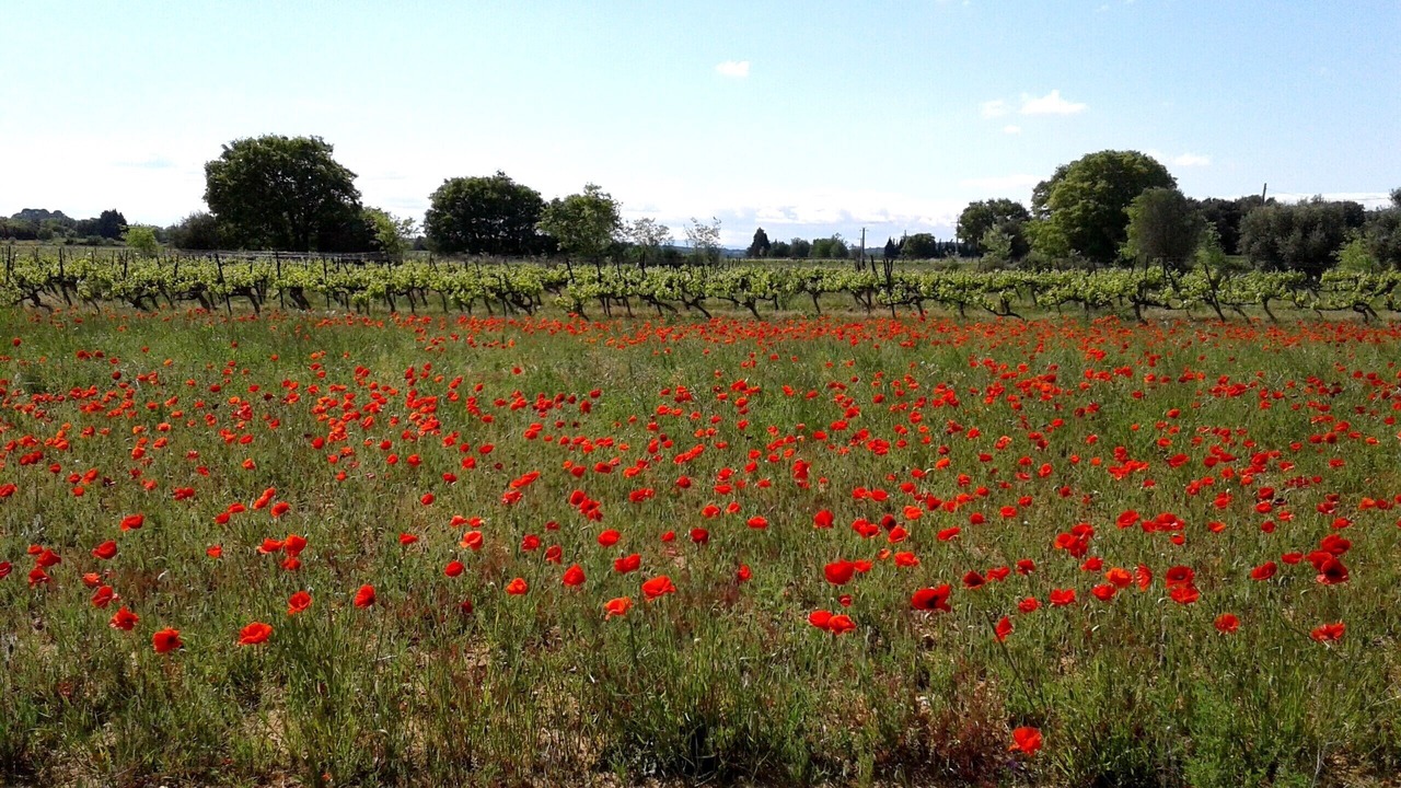 Photo of Outdoor in Collorgues
