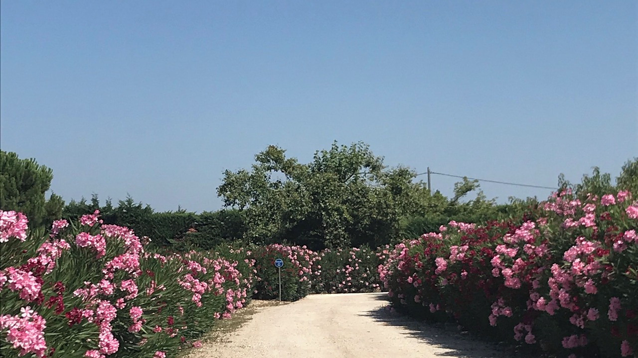 Photo of Outdoor in Saint-Andiol