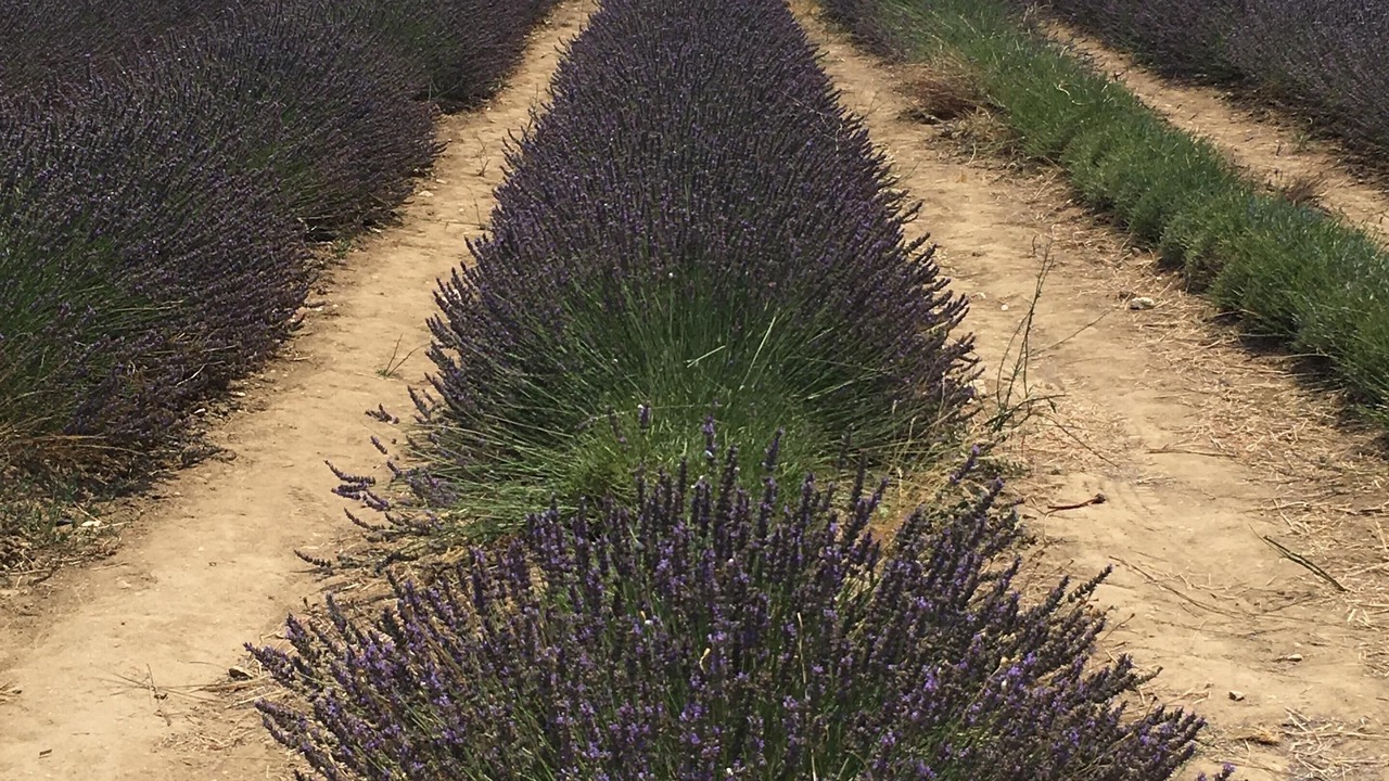 Photo of Outdoor in Bonnieux